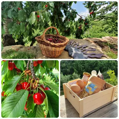 a collage of pictures with a basket of eggs and tomatoes at Olivea in Dobrovo