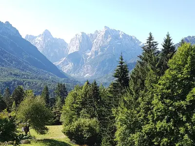 a group of trees in front of a mountain at JM Alpine Apartments in Kranjska Gora