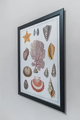 a framed picture of shells on a wall at Vila Valentina in Ljubljana