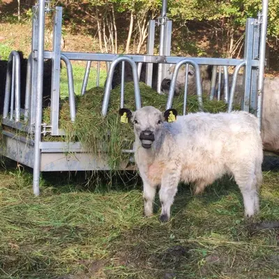 a sheep standing in the grass next to a feeder at Apartma Naravni biser in Brezje