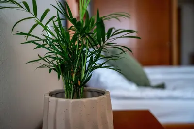 a plant in a white vase sitting on a table at LAGOJA b&b in Trzin