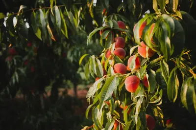 a bunch of peaches hanging from a tree at Tourist Farm Škerlj in Dutovlje