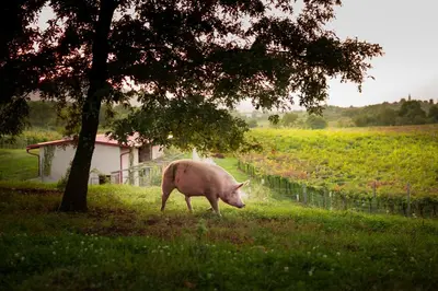 a pig standing in the grass under a tree at Tourist Farm Škerlj in Dutovlje