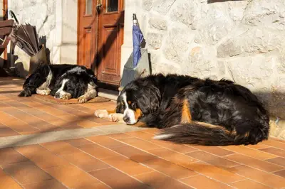 two dogs laying on the floor in front of a door at Tourist Farm Škerlj in Dutovlje
