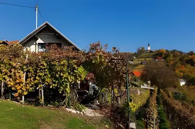 a house on a hill with a bunch of trees at Studio in Novo mesto - dostava - Kranjska Krain 26035 in Mačkovec pod Trško Goro