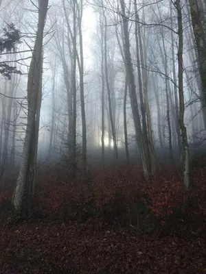 a foggy forest with the sun shining through the trees at apartmaji LEJARDIN in Škofljica