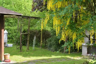 a tree with yellow flowers hanging from it at Apartment Ljubljana Marsh Nature Park in Brest