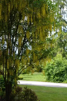 a tree with yellow leaves hanging over a road at Apartment Ljubljana Marsh Nature Park in Brest