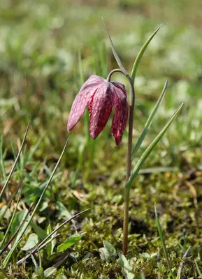 a pink flower is growing in the grass at Apartment Ljubljana Marsh Nature Park in Brest