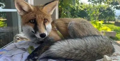 a fox sitting on top of a pile of clothes at Apartment Sofia in Idrija