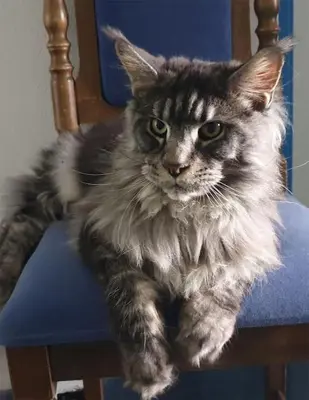 a cat sitting on top of a blue chair at Apartment Sofia in Idrija