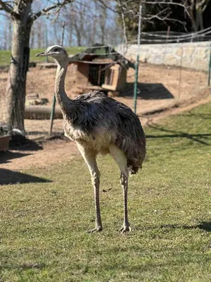 an ostrich standing in the grass in a field at Apartment Sofia in Idrija