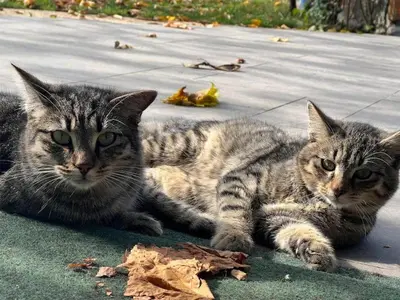 two cats laying next to each other on the ground at Apartment Sofia in Idrija