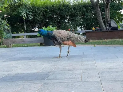 a peacock walking on the ground next to a bench at Apartment Sofia in Idrija