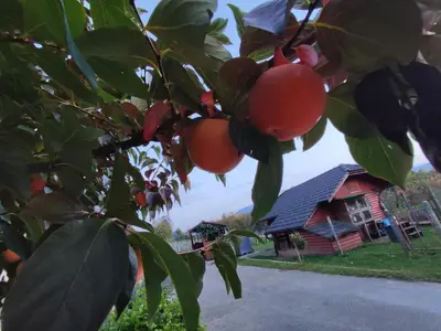a tree with fruit in front of a house at Turistična kmetija Štupar in Dvor