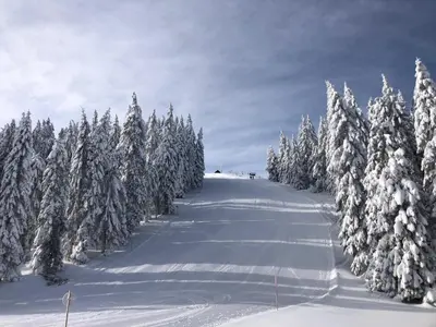 a snow covered slope with a group of snow covered trees at Primorka Golte in Mozirje