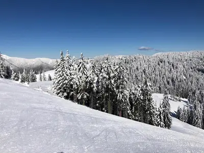 a snow covered slope with trees on a mountain at Primorka Golte in Mozirje