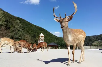 a group of deer standing in a field at E79 AQUALUNA KAMP NATURA PODČETRTEK card not included in Podčetrtek