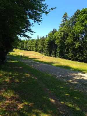 Gallery image of Forest View Apartment in Pohorje