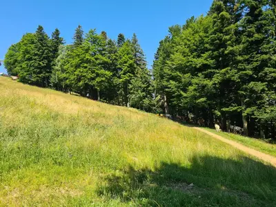 Gallery image of Forest View Apartment in Pohorje