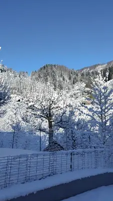 a tree covered in snow in front of a fence at Apartma B & O in Idrija