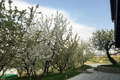 a row of trees with white flowers on them at Cherry Orchard House in Šmartno