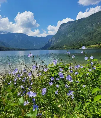 a view of a lake with purple flowers and mountains at Escape to Bohinj House in Bohinj