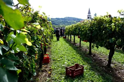 people walking down a path in an apple orchard at Little Vista in Kojsko