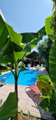 a large green leafy tree next to a swimming pool at APARTMAN MURKO S-1 in Brest