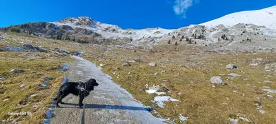 a dog standing on a road in the mountains at Apartma Humar in Kobarid