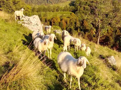 a herd of sheep standing on a grassy hill at Apartma Humar in Kobarid