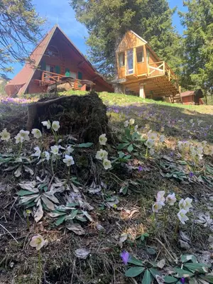 a house on a hill with flowers in front of it at Tree House Alpinka Krvavec in Cerklje na Gorenjskem