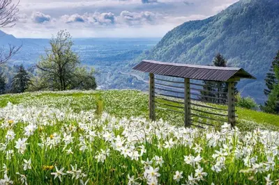 a gazebo in the middle of a field of white flowers at Alpine Cottage Golica in Jesenice
