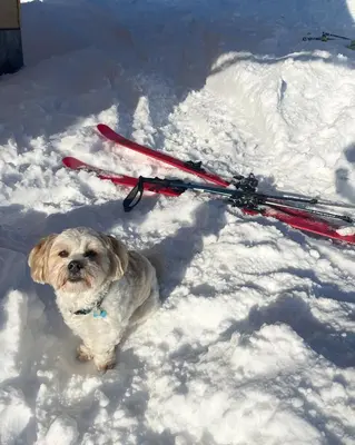 a dog standing in the snow next to skis at Alpine Cottage Golica in Jesenice