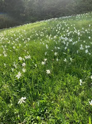 a field of white flowers in the grass at Hiša Pr Valter in Jesenice