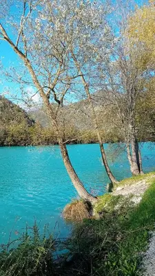two trees next to a body of water at Apartma Gorjan in Tolmin