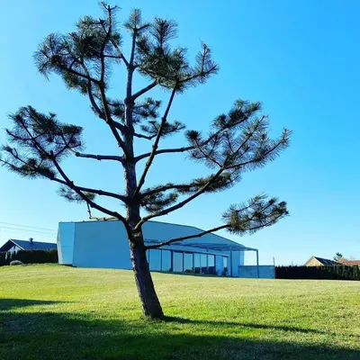 a pine tree in front of a building at Residence in Moravske Toplice