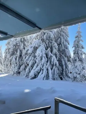 a view of snow covered trees in the snow at Apartma Tisa in Zreče