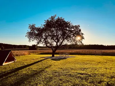 a tree in the middle of a field with a tent at Villa Goričko in Šalovci