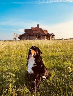 a dog laying in the grass in front of a house at Villa Goričko in Šalovci