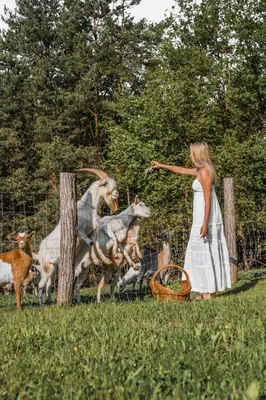 a woman in a white dress standing in a field with goats at Koča na samem Prestiž in Šalovci