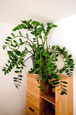 a potted plant sitting on a wooden shelf at Alpski škrat, Kranjska Gora in Kranjska Gora