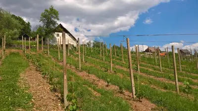 a row of tomato plants in a field next to a fence at Holiday home in Otocec Kranjska Krain 26062 in Otočec