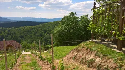 a view of a hill with a vineyard at Holiday home in Otocec Kranjska Krain 26062 in Otočec