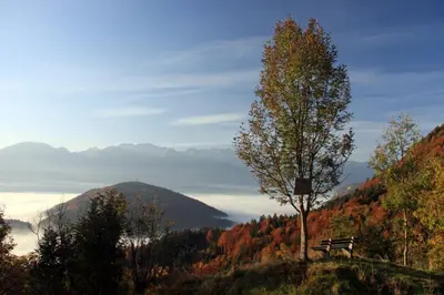 a bench sitting on top of a hill with a tree at A house with the view in Srednja Vas v Bohinju