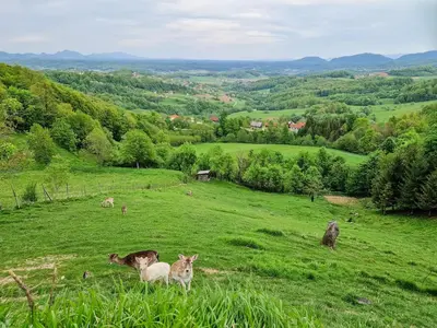 a group of animals standing in a grassy field at Apartma Lara in Lesično