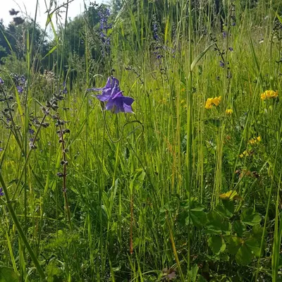a purple flower in the middle of a field of grass at Miklavževa hiša with a bread oven in Železniki