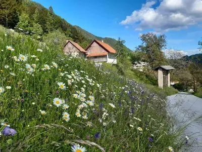 a field of flowers on the side of a hill at Miklavževa hiša with a bread oven in Železniki