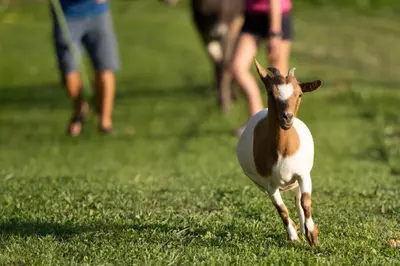 a goat running in the grass in a field at Grunt Sonek in Mislinja