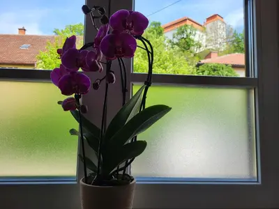 a purple plant in a vase sitting in a window at Landena Apartments Lendava in Lendava